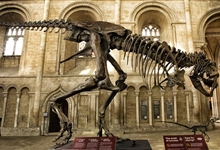A life size T.rex skeleton, part of the Natural History Museum's T.rex: the Killer Question exhibition, on display in the South Transept. Photo: Graham Williams
